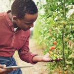 Leveraging Digital Technology to Enhance Farmers' Productivity By Farmers Yield Africa Extension Agent