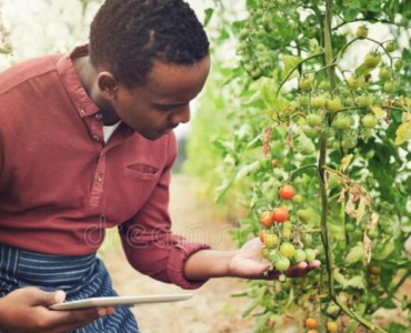 Leveraging Digital Technology to Enhance Farmers' Productivity By Farmers Yield Africa Extension Agent