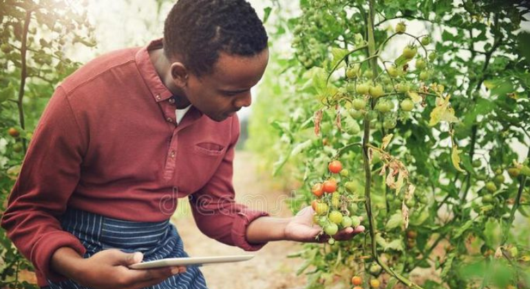 Leveraging Digital Technology to Enhance Farmers' Productivity By Farmers Yield Africa Extension Agent